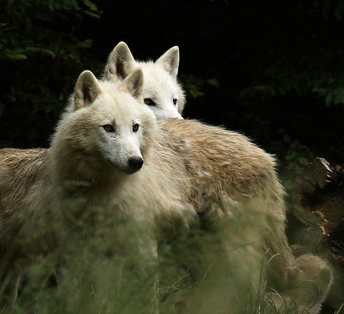 White wolves - Parc animalier de Ste Croix