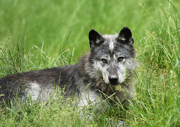 Black wolves - Parc animalier de Ste Croix