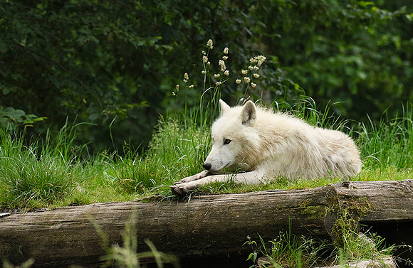 White wolves - Parc animalier de Ste croix