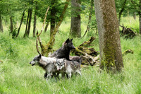 Black wolves - Parc animalier de Ste Croix