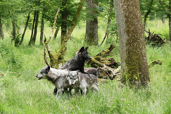 Black wolves - Parc animalier de Ste Croix