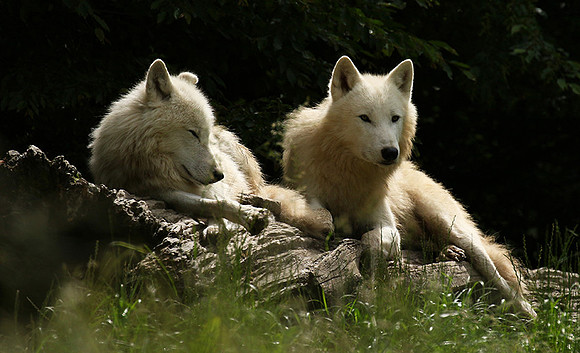 White wolves - parc animalier de Ste Croix