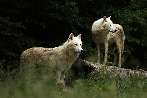 White wolves - Parc animalier de Ste Croix