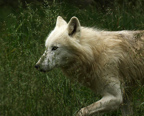 White wolves - Parc animalier de Ste croix
