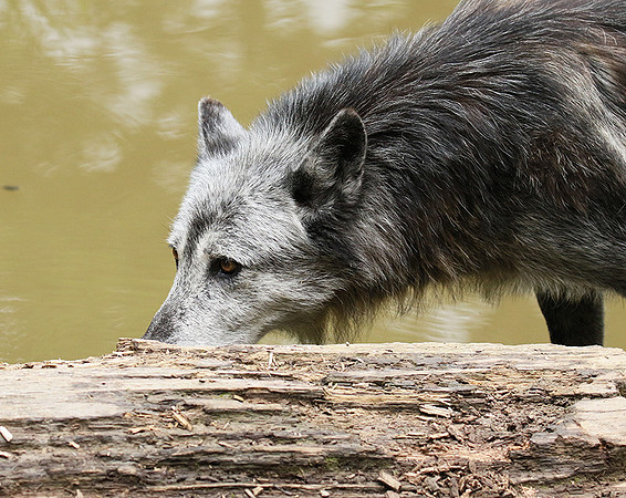 Black wolves - Parc animalier de Ste Croix