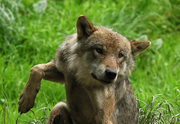 Grey wolves - Parc animalier de Ste Croix