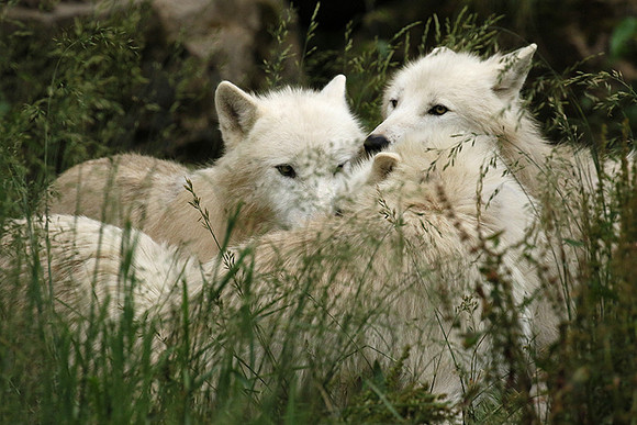 White wolves - Parc animalier de Ste Croix