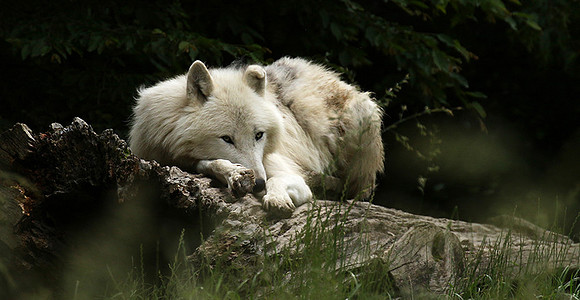 White wolf - parc animalier de Ste Croix