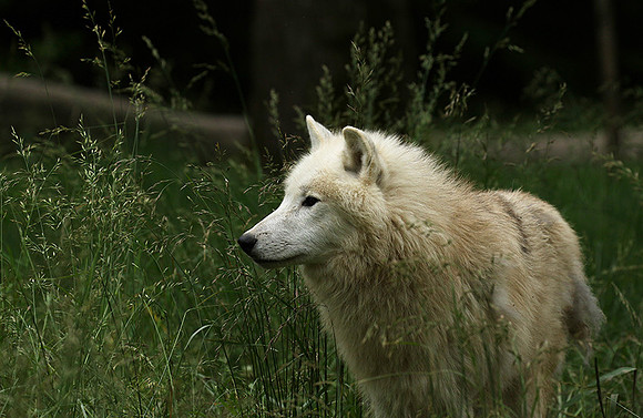 White wolf - parc animalier de Ste Croix