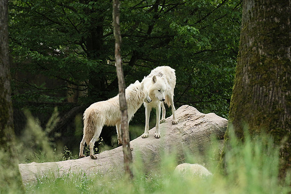 White wolves - Parc animalier de Ste Croix