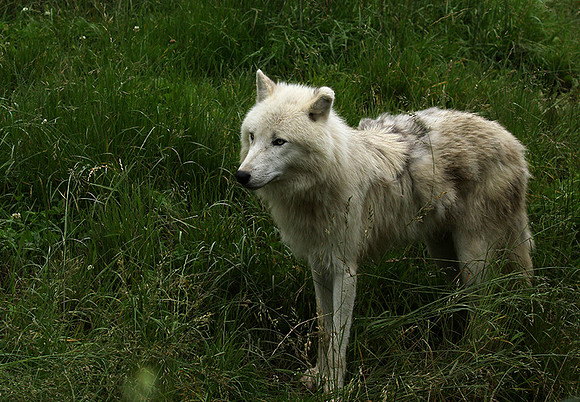 White wolves - Parc animalier de Ste Croix
