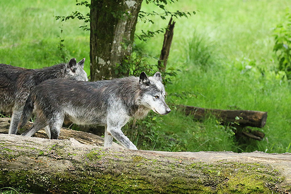 Black wolves - Parc animalier de Ste Croix