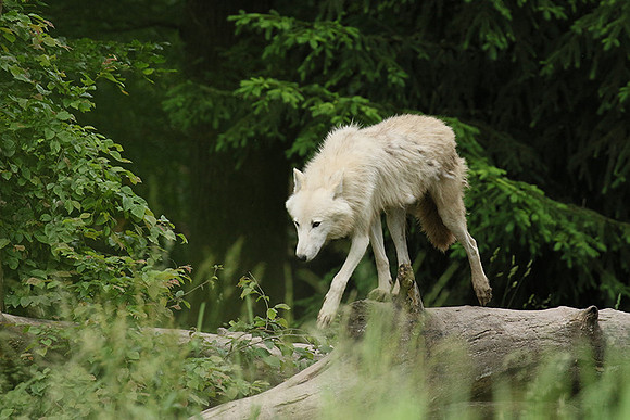White wolves - Parc animalier de Ste Croix
