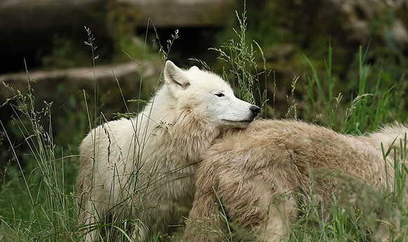 White wolves - Parc animalier de Ste Croix