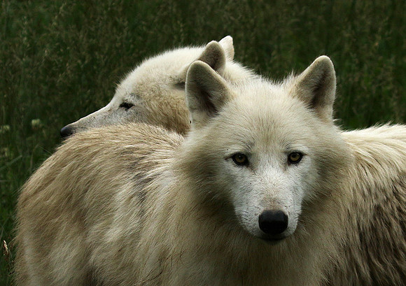White wolves - Parc animalier de Ste Croix