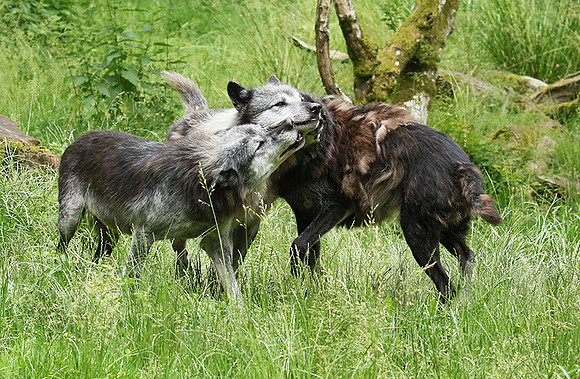 Black wolves - Parc animalier de Ste Croix