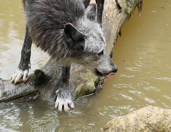 Black wolves - Parc animalier de Ste Croix