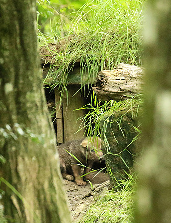 Grey wolves - Parc animalier de Ste Croix