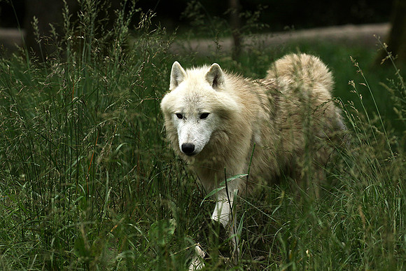 White wolves - Parc animalier de Ste Croix