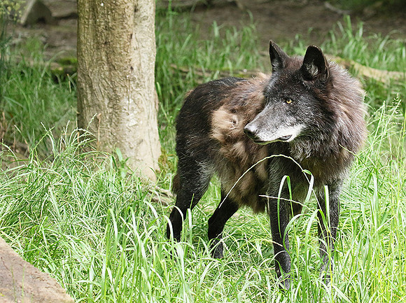 Black wolves - Parc animalier de Ste Croix