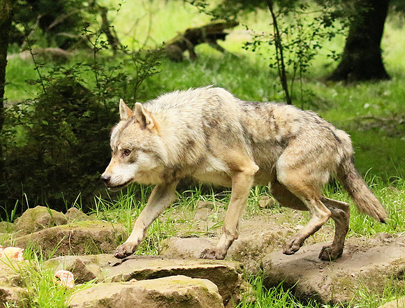 Grey wolves - Parc animalier de Ste Croix