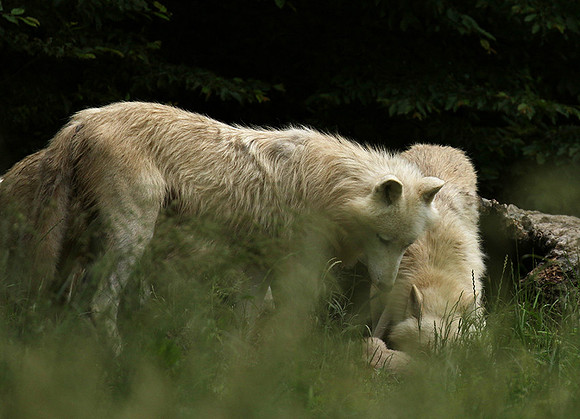 White wolves - parc animalier de Ste Croix