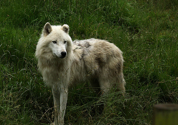 White wolves - Parc animalier de Ste Croix