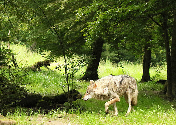 Grey wolves - Parc animalier de Ste Croix
