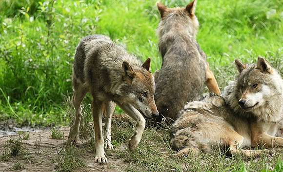 Grey wolves - Parc animalier de Ste Croix