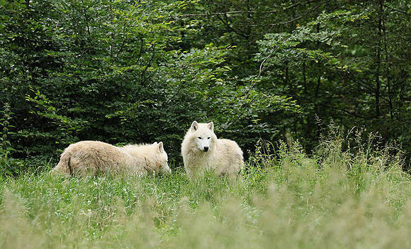 White wolves - Parc animalier de Ste Croix