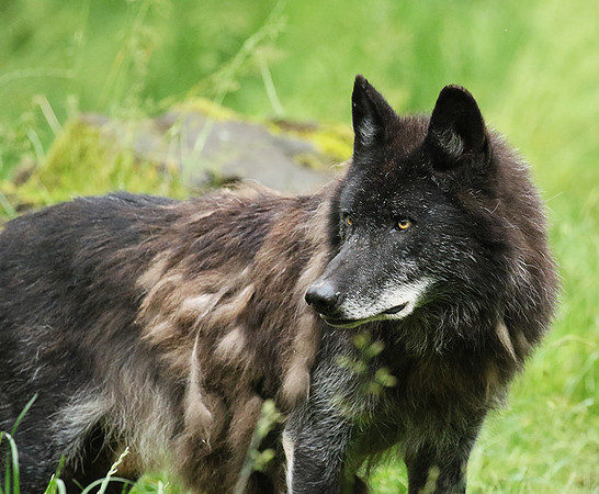 Black wolves - Parc animalier de Ste Croix