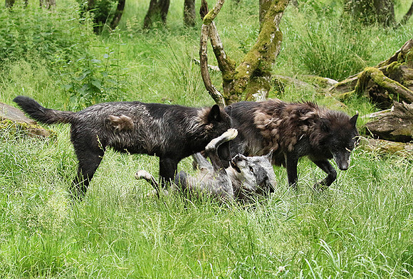 Black wolves - Parc animalier de Ste Croix