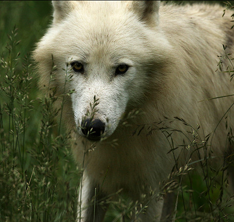 White wolf - parc animalier de Ste Croix