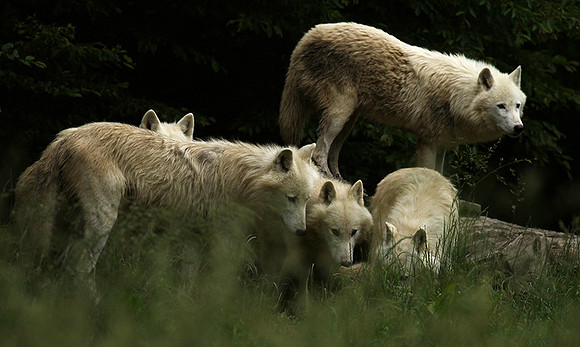 White wolves - parc animalier de Ste Croix