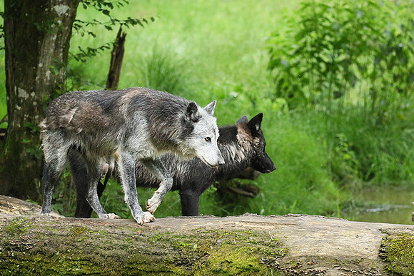 Black wolves - Parc animalier de Ste Croix