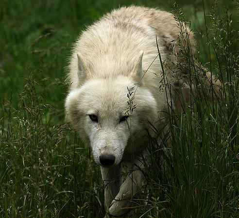 White wolves - Parc animalier de Ste Croix