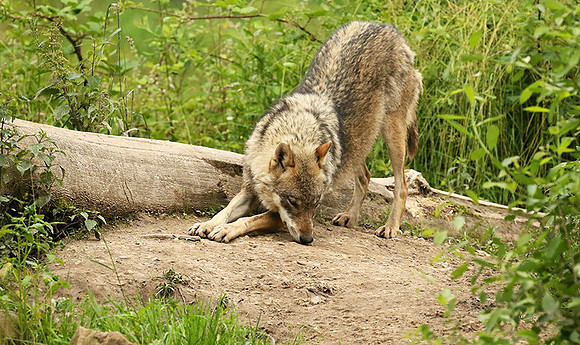 Grey wolves - Parc animalier de Ste Croix