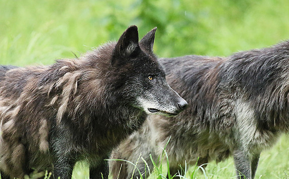 Black wolves - Parc animalier de Ste Croix