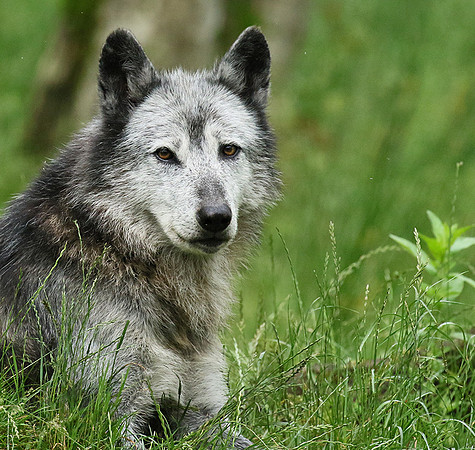 Black wolves - Parc animalier de Ste Croix