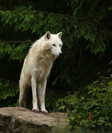 White wolf - parc animalier de Ste Croix