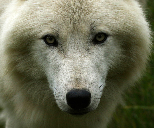 White wolves - Parc animalier de Ste Croix