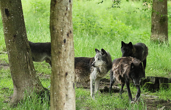 Black wolves - Parc animalier de Ste Croix