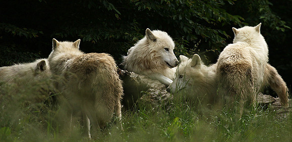White wolves - parc animalier de Ste Croix