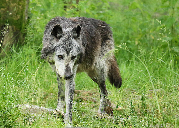 Black wolves - Parc animalier de Ste Croix
