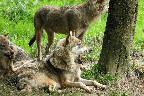 Grey wolves - Parc animalier de Ste Croix