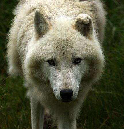 White wolves - Parc animalier de Ste Croix
