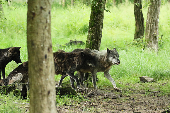 Black wolves - Parc animalier de Ste Croix