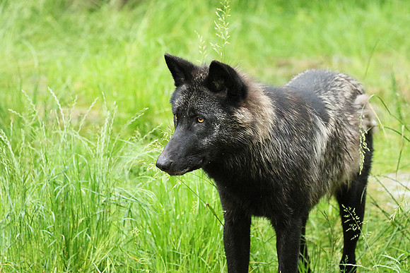 Black wolves - Parc animalier de Ste Croix