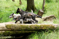 Black wolves - Parc animalier de Ste Croix