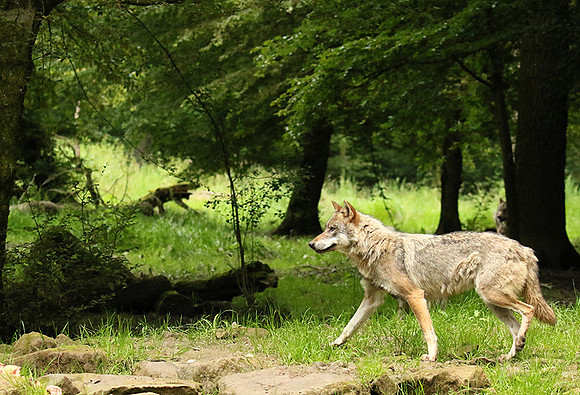 Grey wolves - Parc animalier de Ste Croix